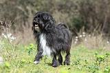 PETIT CHIEN LION 278